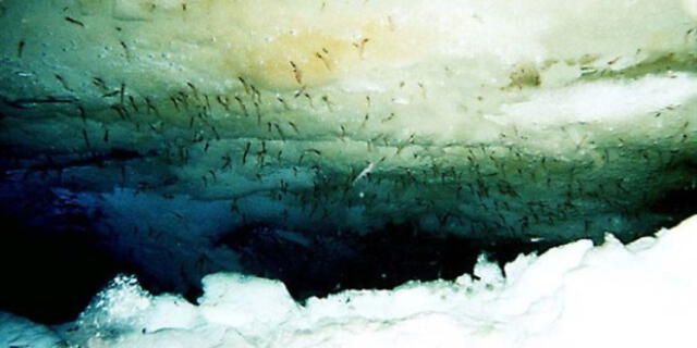  El krill suele es fuente de alimento para una gran variedad de ballenas, focas y pingüinos. Foto: Ocean Sentry 