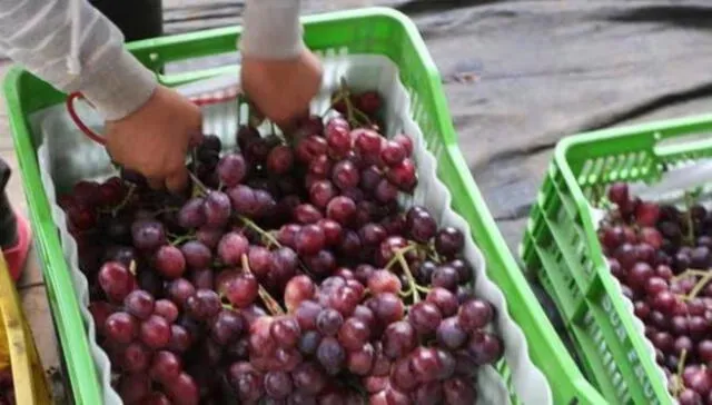  Perú exportó 593.000 toneladas de uvas en el periodo 2022-2023. Foto: Midagri 