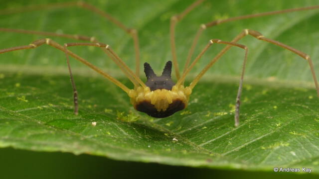  Existen alrededor de 6.650 especies de recolectores en el mundo. Foto: Andreas Kay 