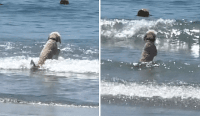  El video superó el millón de vistas en la plataforma china. Foto: composición LR/TikTok/@luzykoko   