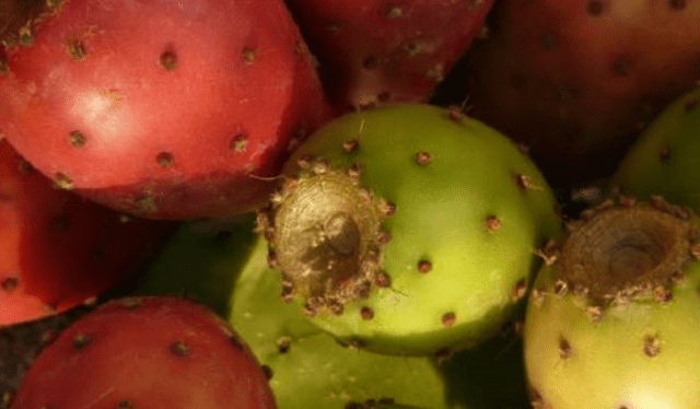 La tuna es una fruta muy consumida en el Perú. Foto: Andina 