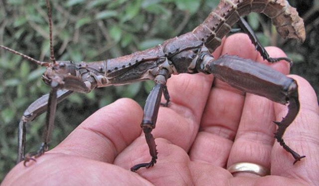  Los insectos palo gigantes pueden llegar a medir 25 centímetros. Foto: Aventura Amazonia   