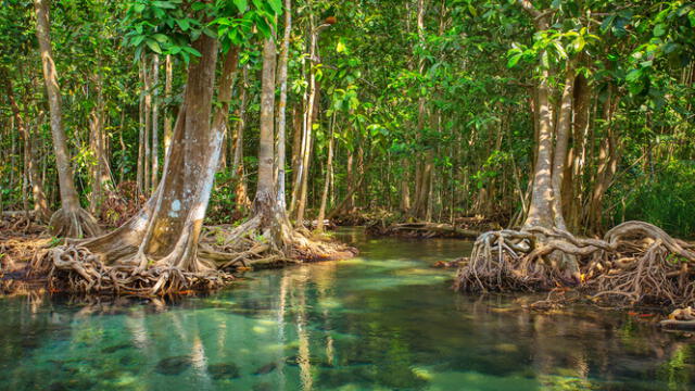  En Sudamérica hay manglares en Panamá, Colombia, Ecuador, Perú, Venezuela y Perú. Foto: Fundación Aquae   