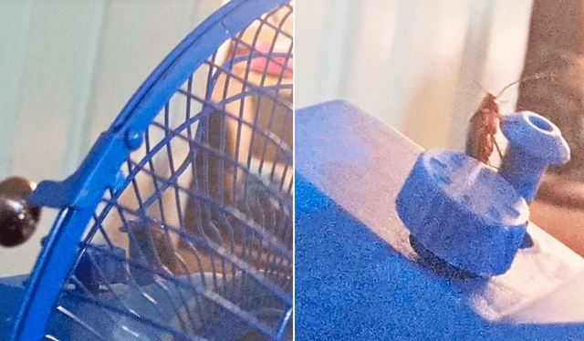  Las imágenes dejaron sorprendidos y hasta sacaron miles de sonrisas en redes sociales. Foto: composición LR/TikTok/@monstruo._49   