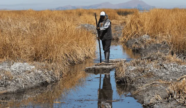 El lago Titicaca pierde en promedio 120 millones de toneladas métricas de agua al año. Foto: La República/Luis Gandarillas   