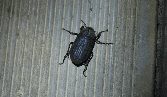  Este escarabajo suele ser una plaga en territorios de Asia. Foto: Jonghwan Choi / INaturalist   