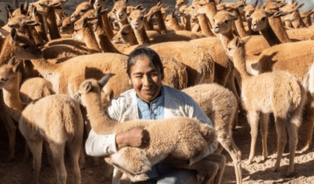 El chaku es una práctica ancestral que contribuye al cuidado de las vicuñas. Foto: Andina   