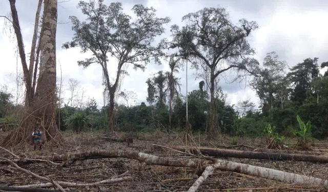  Gobierno Regional de San Martín rechaza cambios a la Ley Forestal. Foto: Andina   