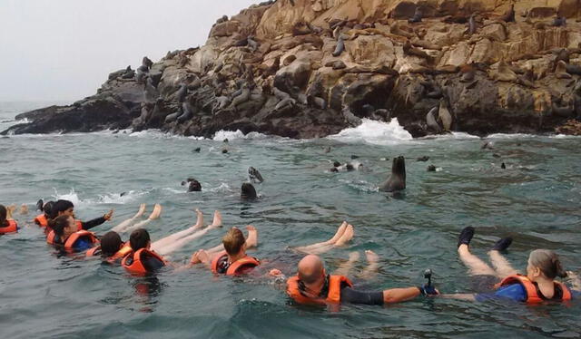  El tiempo aproximado para nadar con lobos marinos es de 15 minutos. Foto: Turismoi    