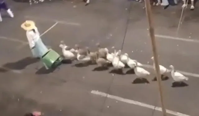  Ordenadísimos. Gansitos estuvieron en corso. Foto: TikTok   