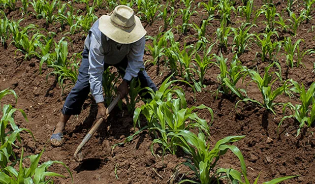 El repunte de la producción agrícola contribuiría al crecimiento económico de las regiones sur del Perú. Foto: InfoAgro   