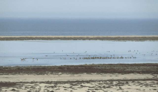  Playa El Paraíso limita con una laguna que atrae diversas especie de aves. Foto: Blog 'El Perú en mi auto'    