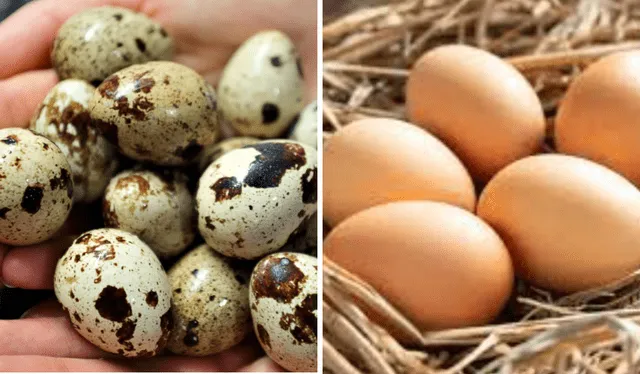  Tres huevos de codor ¿Cuántos huevos de codorniz se debe consumir al día? niz equivalen a un huevo de gallina en tamaño. Foto: composición LR   