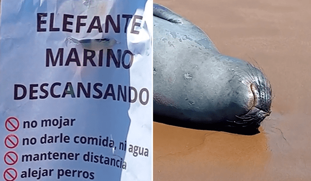  Integrantes de una ONG colocaron un peculiar anuncio tras ver al animal descansando. Foto: captura de TikTok/@catalinadanada.mdq<br><br>    