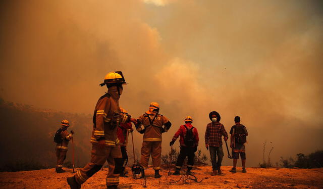  Incendios forestales perjudica el Jardín Botánico de Viña del Mar. Foto: Andina    