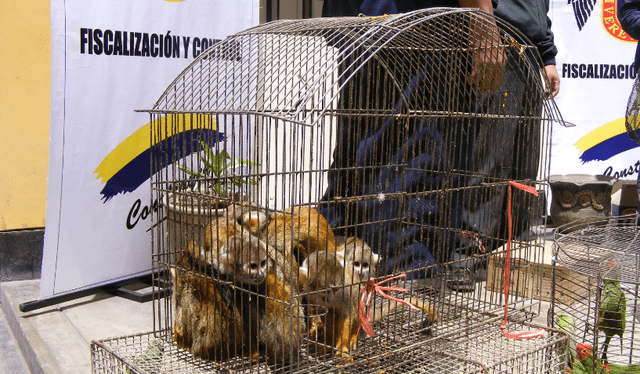 Defensor animalista es conocido como el 'Hombre mono' por su cercanía con la especie. Foto: difusión   