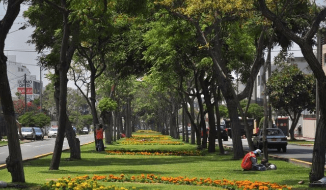  Es muy importante tener áreas verdes en la ciudad. Foto: Andina    