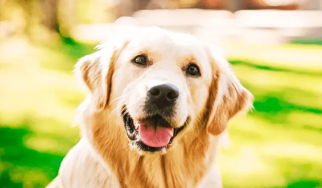  ¿Qué es pet friendly? Foto: Biodog   
