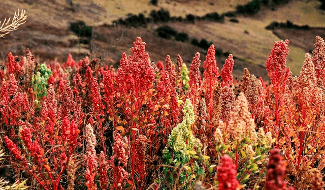 La quinua se cultiva principalmente en Perú. Foto: Agritotal   