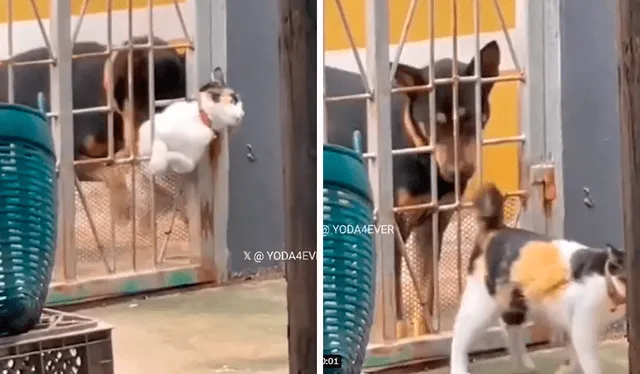  Perrito se percató del problema del gatito y le brindó ayuda. Foto: composición LR/@tendenciasargy/TikTok    