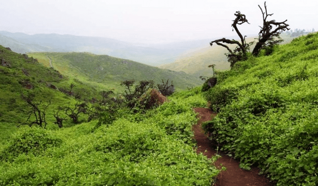 Recorrer las lomas de Lachay puede tomar aproximadamente 2 horas de caminata. Foto: Flickr/Mi Perú   