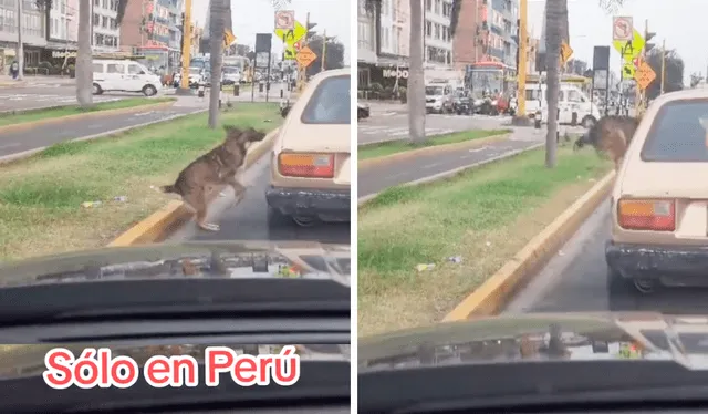  El perrito no dudó en bajarse del auto para hacer sus necesidades. Foto: composición LR/TikTok/@edwinipanaquegonzales   