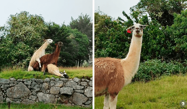  Las imágenes de las llamas en Machu Picchu generaron miles de sonrisas en redes sociales. Foto: composición LR/TikTok/@guia_daniel   