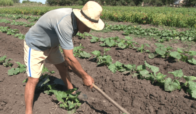 La agricultura es una de las principales actividades económicas de Uruguay. Foto: Banco Mundial   