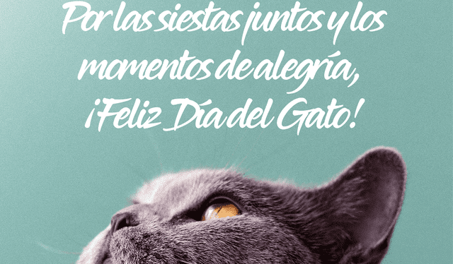 ▷ Día del Gato 2024: por qué se celebra, 100 FRASES cortas y regalos para  mi engreído | Datos lr | La República