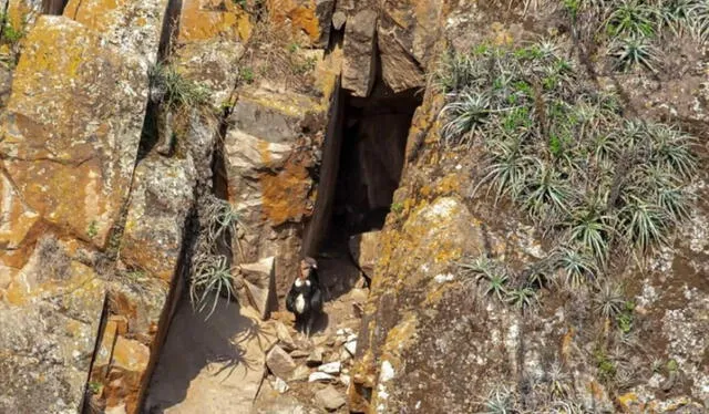 Durante los últimos años se han ido explorando puntos de avistamiento del cóndor andino. Foto: La República   