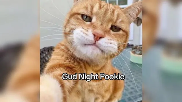 pookie | TikTok | pookie meaning | pookie significado | US | pookie Bear | poki | EEUU