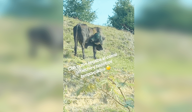  Usuarios en TikTok se preguntaron por qué la vaca se tomaba su propia leche. Foto: composición LR/TikTok/@Anderson.perdomo2   