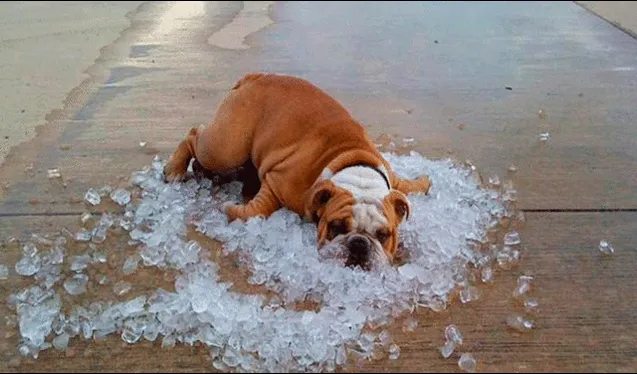  Perritos también sufren de ola de calor. Foto: Animalados 