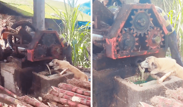  El perrito sin ningún temor se paró sobre la máquina para beber el jugo de caña. Foto: composición LR/@xavi.pintado97/TikTok    