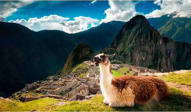  Animales que viven en Machu Picchu. Foto: Camino Inca   