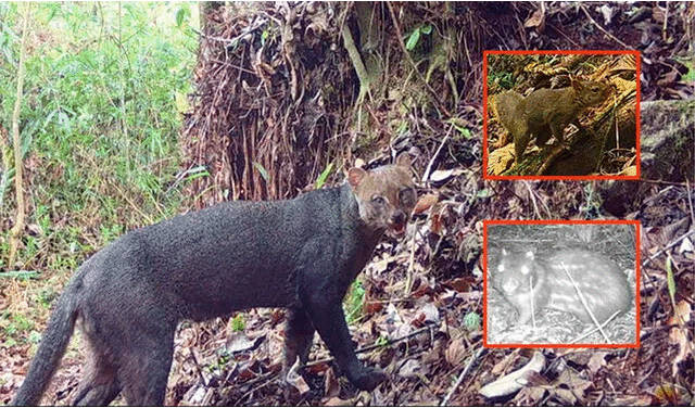  Nuevos animales descubierto en Machu Picchu. Foto: composición LR   