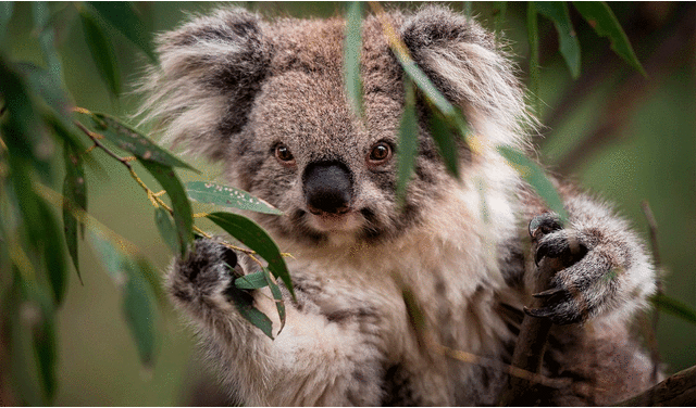  Koalas son marsupiales originarios de Australia. Foto: National Geographic   