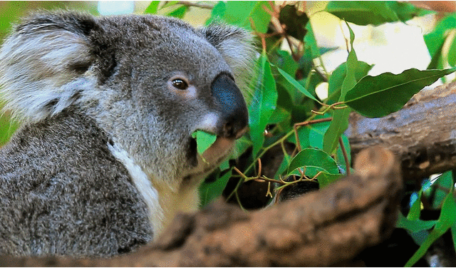  Koalas viven en los bosques de eucaliptos del sureste y este de Australia. Foto: Nat Geo 