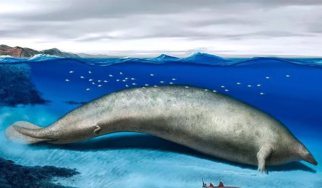  Se estimaba que el Perucetus colossus pesaba el triple de una ballena azul. Foto: Andina   