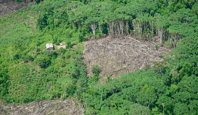  Crece. Tala indiscriminada afecta grandes extensiones del bosque. Foto: difusión    