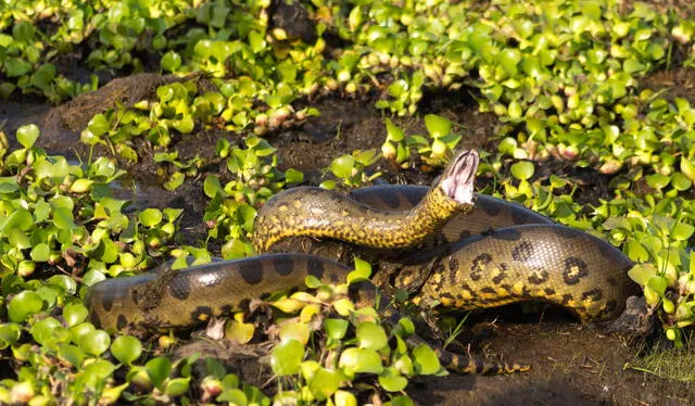  La coloración de la anaconda la ayuda a camuflarse. Foto: Fernando Flores/Flickr   