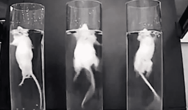  Un grupo de ratas fue sometido a situaciones de alto estrés hasta morir. Foto: difusión   