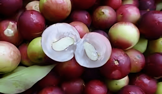 El camu camu, una pequeña fruta que proviene de la selva amazónica, se ha convertido en una sensación en el mundo de la salud. Foto: Comidasperuanas   
