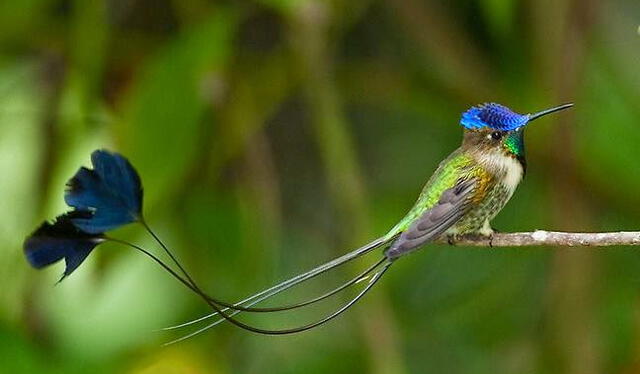 Las aves más hermosas del mundo, habita únicamente en la selva de la región Amazonas. Foto: PLAAN<br>   