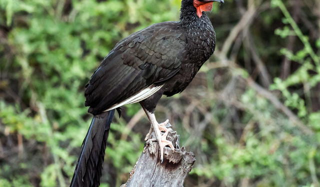 Redescubierta en 1977, después de 100 años, esta ave vive en los bosques secos del norte peruano. Foto: Ebird   