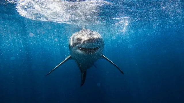 Tiburones invaden Florida. Foto: National Geographic 