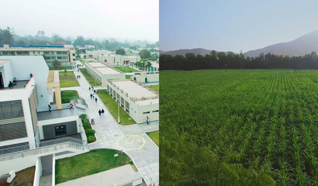  La Universidad Nacional Agraria La Molina (UNALM) tiene un campus en el que sus estudiantes tienen diversas áreas naturales. Foto: composición LR/captura de YouTube   