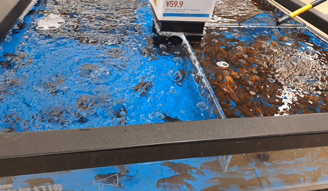 En la zona de comida marina se puede encontrar peces de agua dulce y salada. Foto: Francisco Claros/La República   