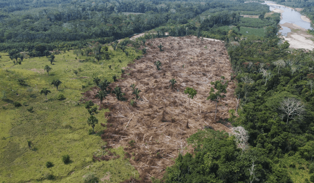  Las principales causas de deforestación en Perú son por minería y por cambio de uso de suelo. Foto: ProNaturaleza   