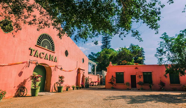 el viñedo más antiguo de Sudamérica, el viñedo más antiguo de Sudamérica, el viñedo más antiguo de América del Sur, Tacama, Ica, Perú